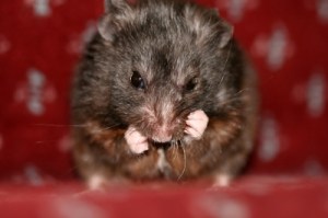 Blog Hamster