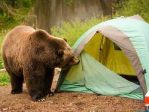 He's smarter than your average human.  Courtesy of www.pacsafe.com