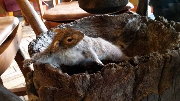 Squirrel Under Glass