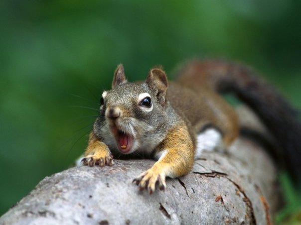 squirrel-image-1