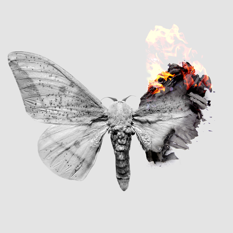 Burning+Moth