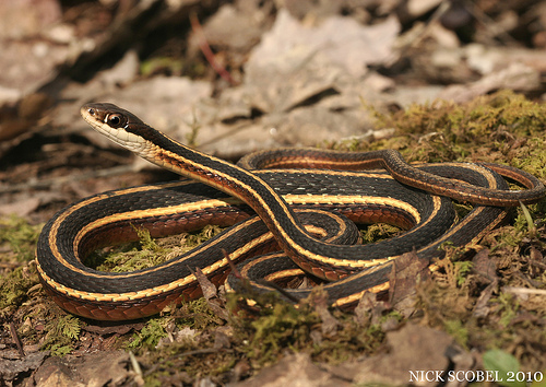 Garter Snake