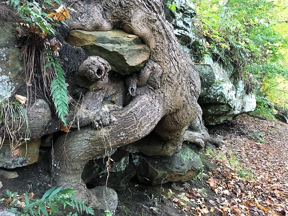 Ledges - Tree Eating Rocks