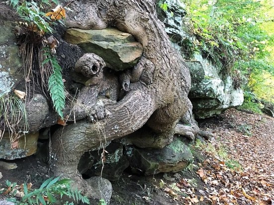 Ledges - Tree Eating Rocks