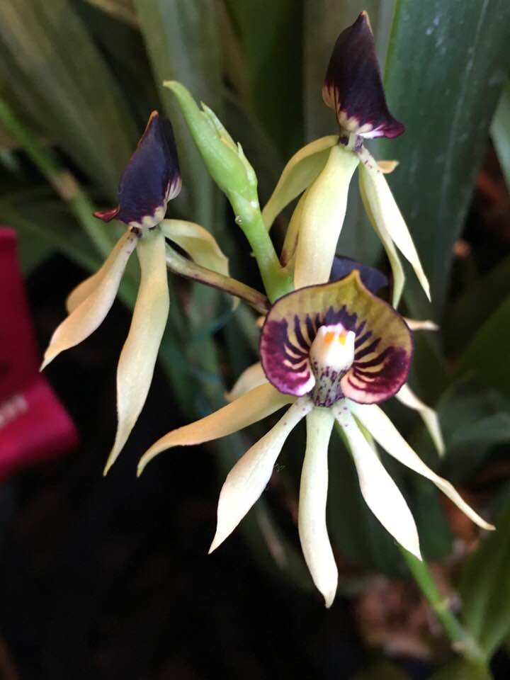 Octo or Squid Orchid 2