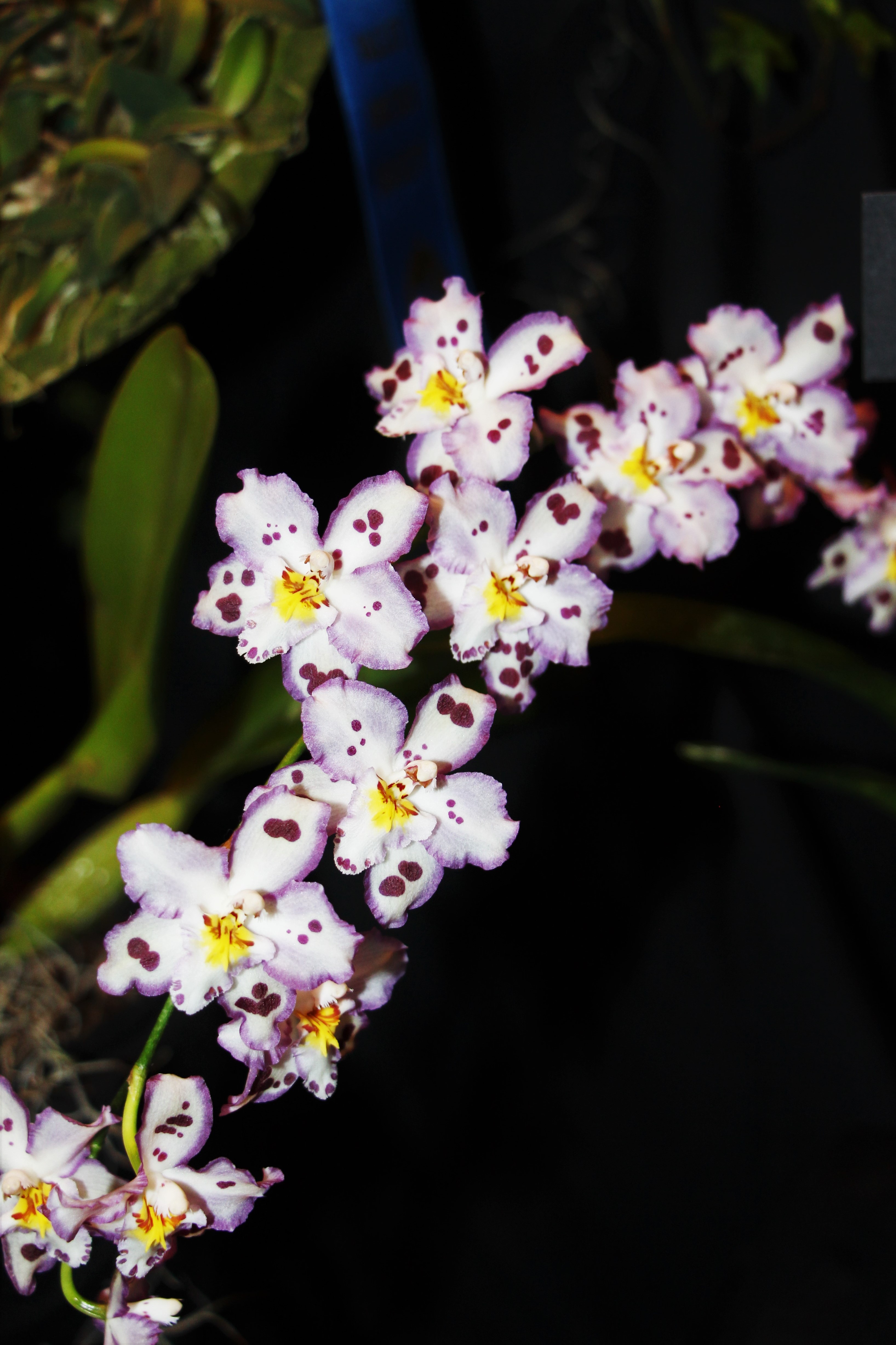 Opalescent - On The Edge 2