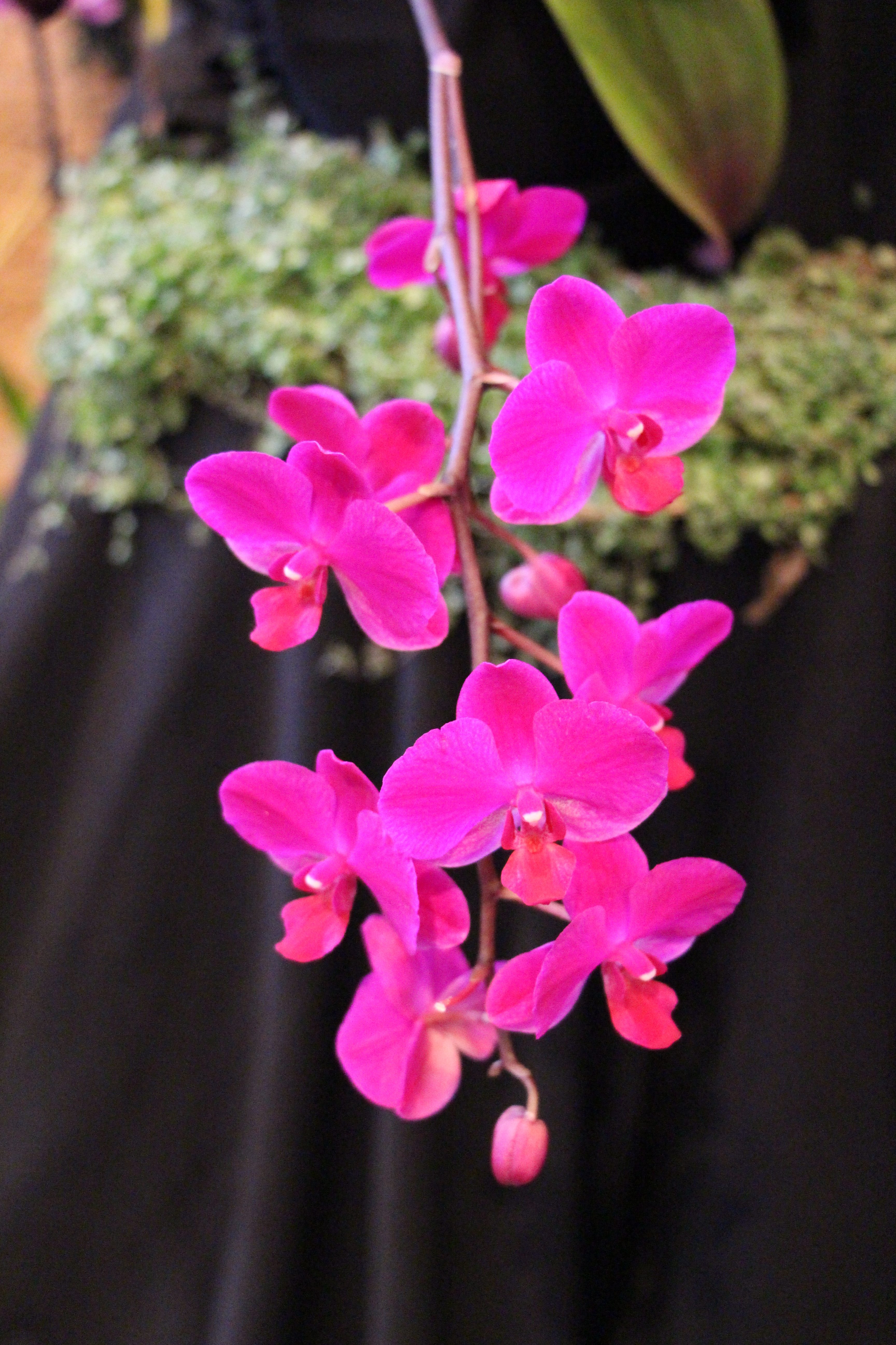 Phal Unkonwn Hybrid 2