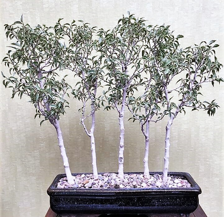 Forest for the Trees