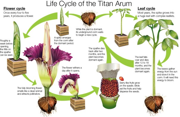 Life Cycle of Titan Arum