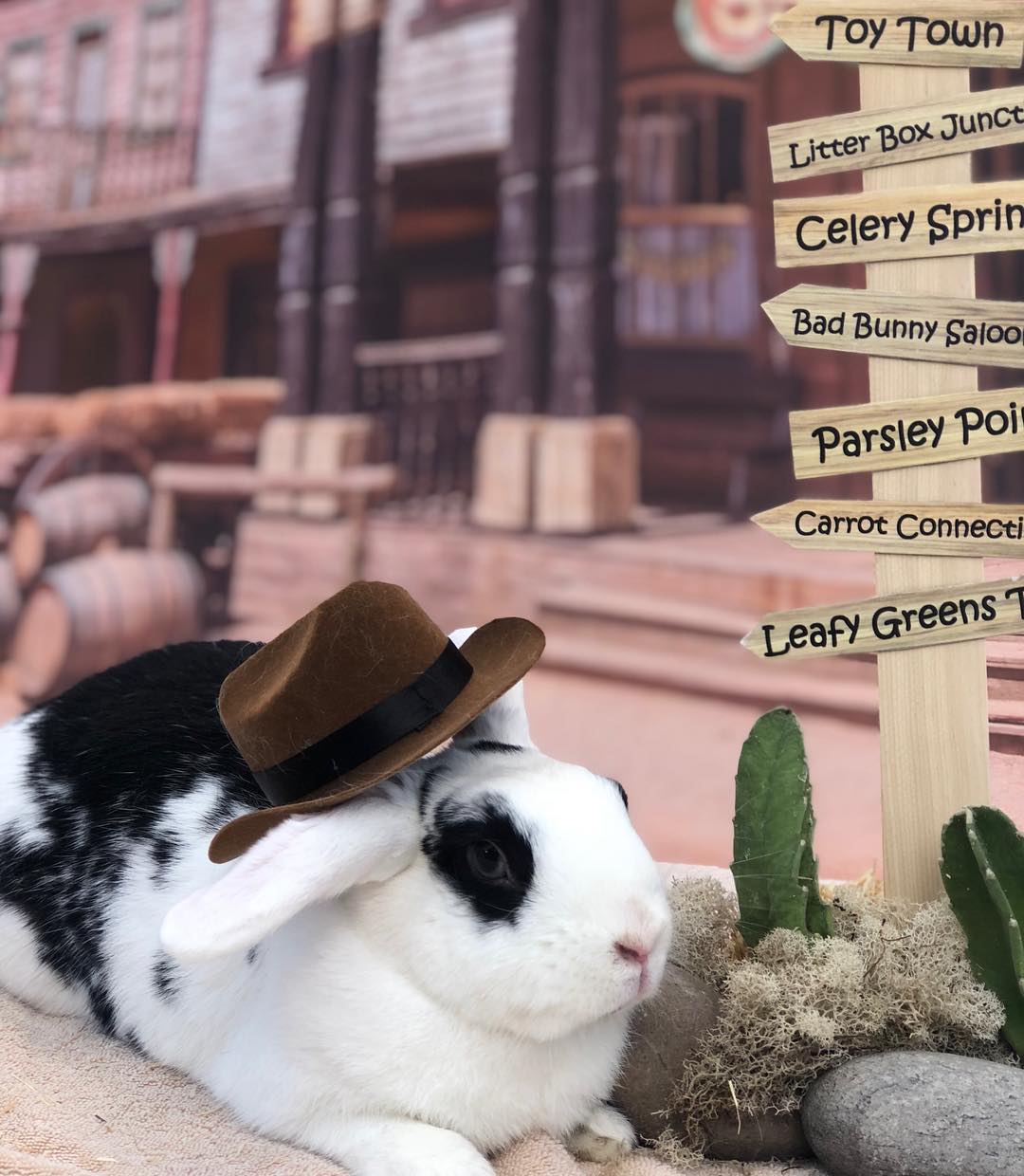 @bun_the_rabbit_619 Websta Instagramer