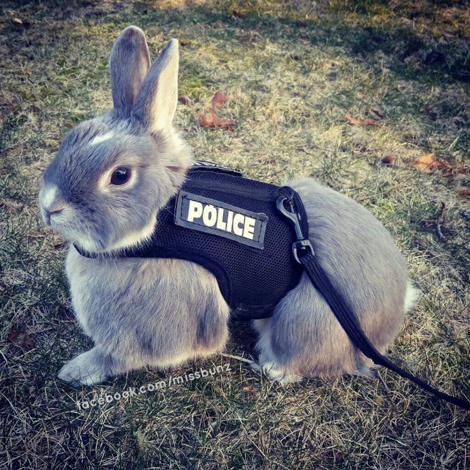police bunny